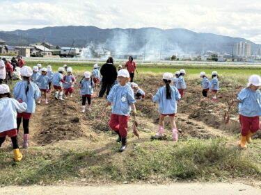 掘っても掘ってもサツマイモがない?!